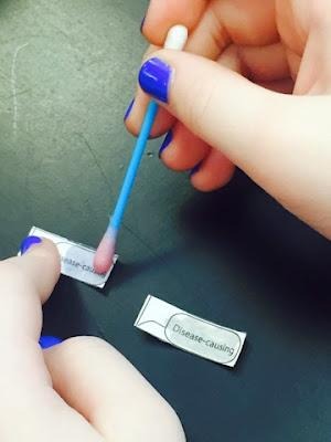 bacteria swab