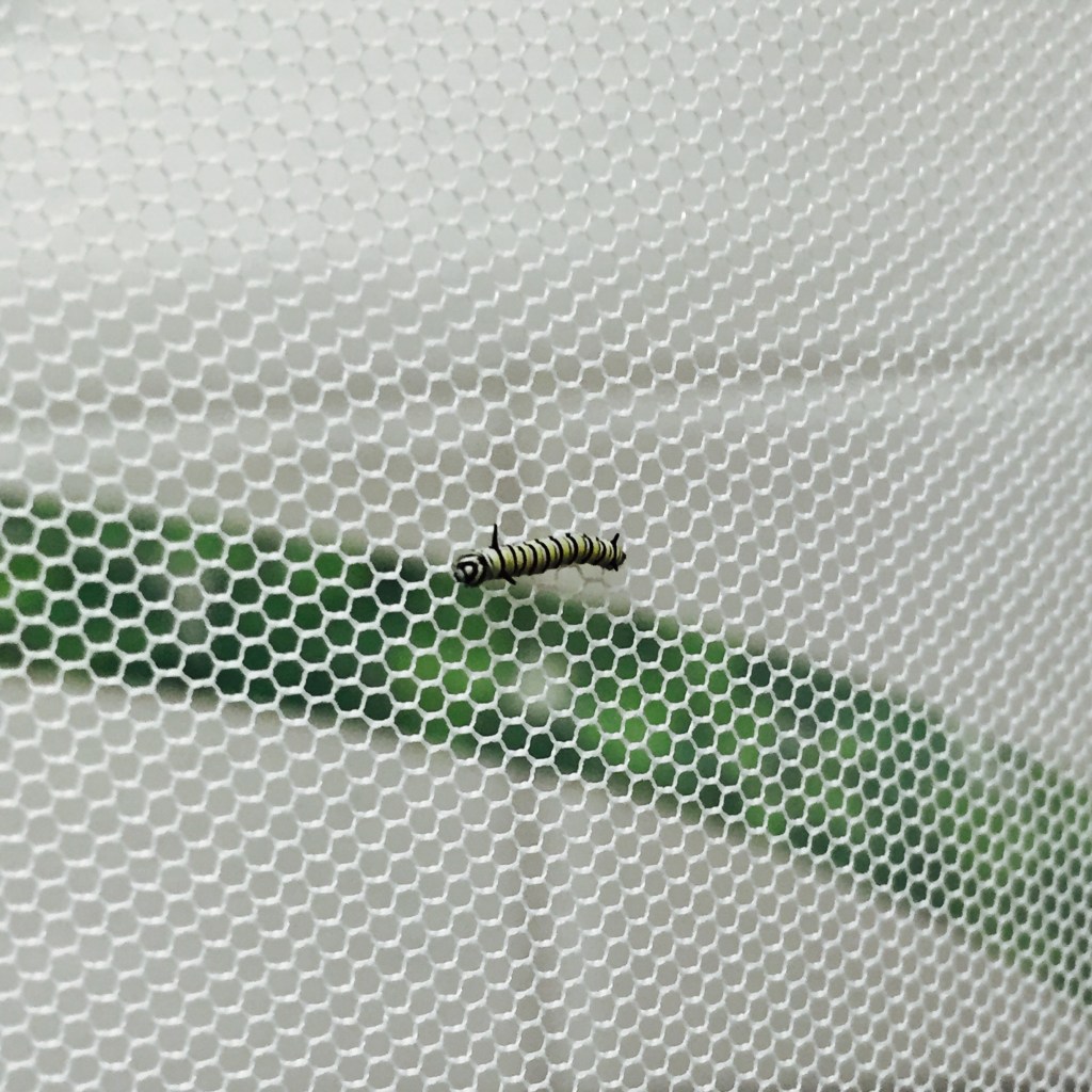 monarch caterpillar on a white screen