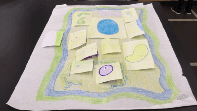 Time_lapse_Cell_Model